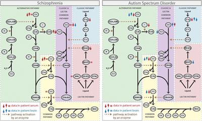 Complement System in Brain Architecture and Neurodevelopmental Disorders